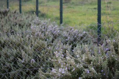 Close-up of flowers growing on chainlink fence