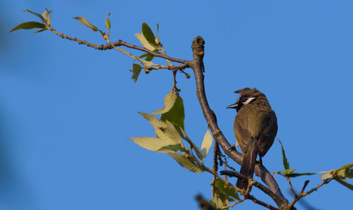 Low angle view of bird perching on branch against blue sky