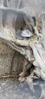 High angle view of a bird