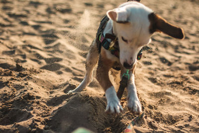 Dog running on sand