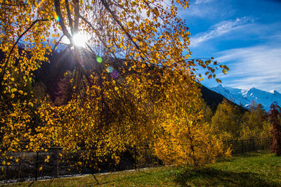 Trees by plants against sky during autumn