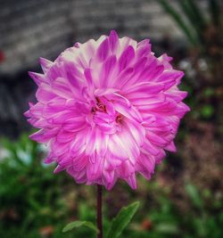 Close-up of pink flower blooming outdoors