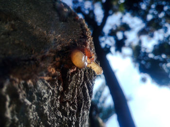 Close-up of lizard on tree trunk