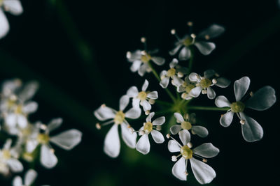 Closeup view of white wildflowers