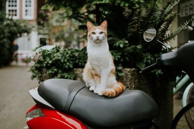 Cat sitting on bicycle by street