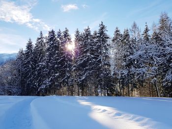 Trees on snow covered field against sky