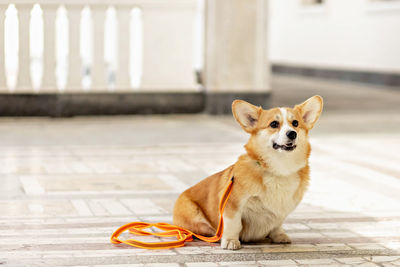 A red-haired corgi dog on a walk.