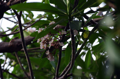 Low angle view of flowering plant