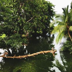 Palm trees by lake in forest