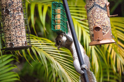 Eastern gray squirrel sciurus carolinensis hangs from a birdfeeder to eat bird seed 