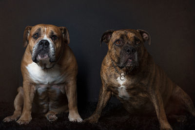 Portrait of dogs