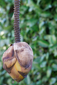 Close-up of banana tree flower