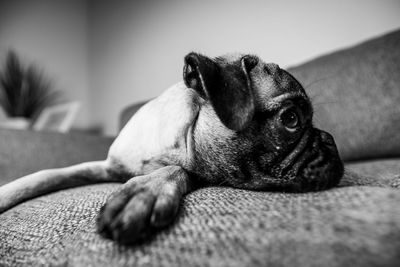 Close-up of a dog resting