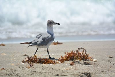 Seagull walkinh on a beach