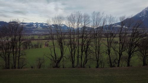 Scenic view of trees on field against sky