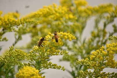 Bees on yellow flowers