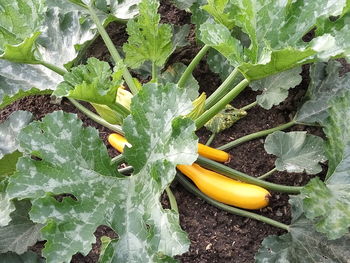 High angle view of plants in water