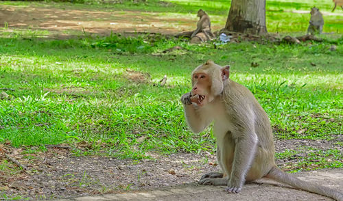 Lion sitting on field