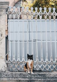 Cat looking away in flower pot