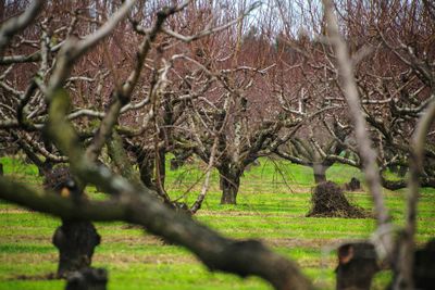 Trees on grassy field