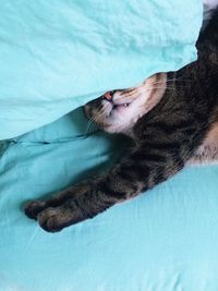 Close-up of cat sleeping on bed