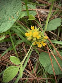 Close-up of yellow flowering plant