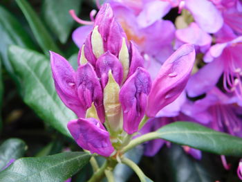 Close-up of pink flowering plant