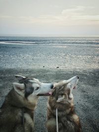 Siberian huskies at beach against sky