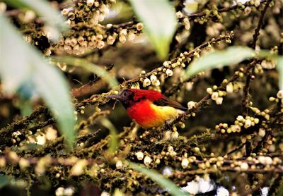 Close-up of bird perching on branch