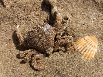 Close-up of crab on sand