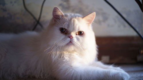 Close-up portrait of cat