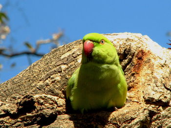 Close-up of parrot perching on tree trunk