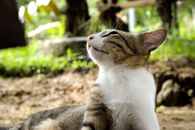 Close-up of a cat looking away