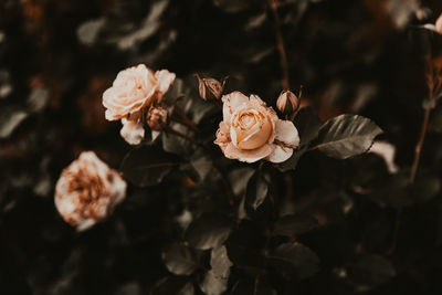 Close-up of rose