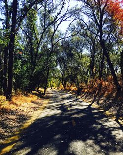 Road passing through forest