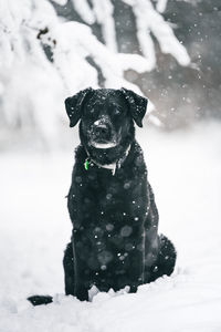 Portrait of black labrador dog in the winter snow