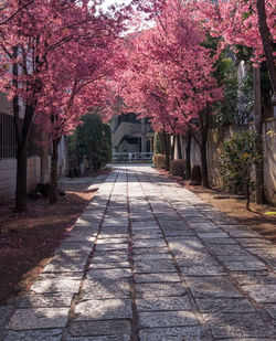 Walkway amidst trees during autumn