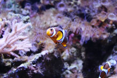 Fish swimming in sea