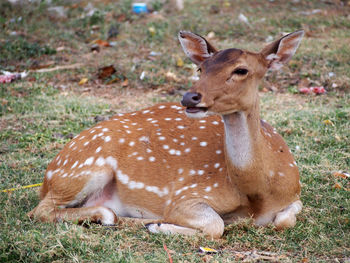 Deer looking away while sitting on grassy land