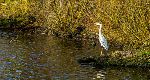 High angle view of gray heron on lake