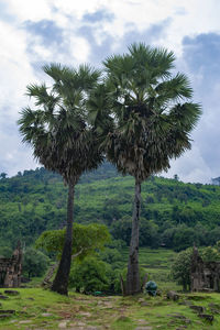 Coconut palm trees on landscape against sky