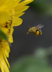 Close-up of bee pollinating on yellow flower