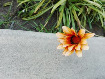 Close-up of orange flower