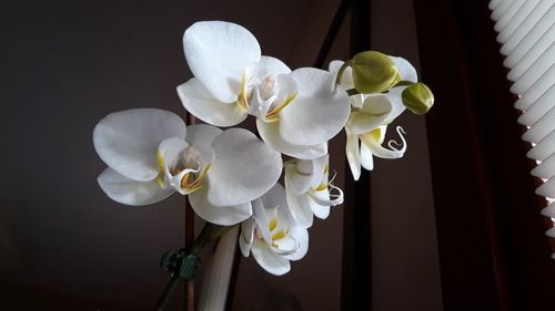Close-up of white orchids at home