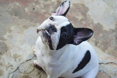 High angle portrait of dog looking up
