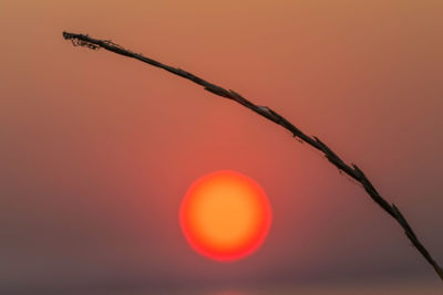 Close-up of red tree against sky during sunset