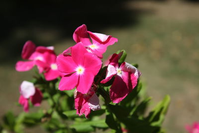 Close-up of pink flowers