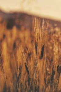 Close-up of wheat growing on field against sky