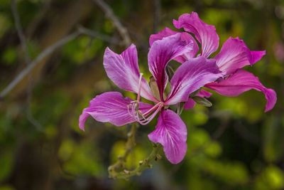 Close-up of pink flowers