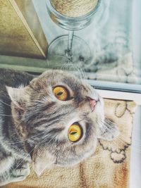 Directly above portrait of cat sitting on rug